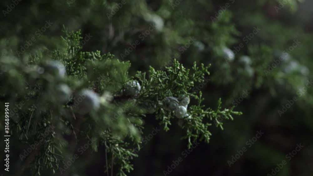 Detalhe fruto cipreste pinho em floresta