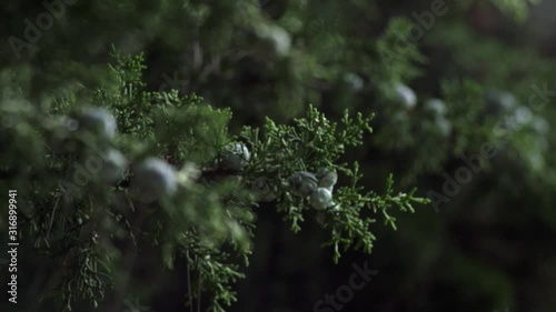 Detalhe fruto cipreste pinho em floresta photo