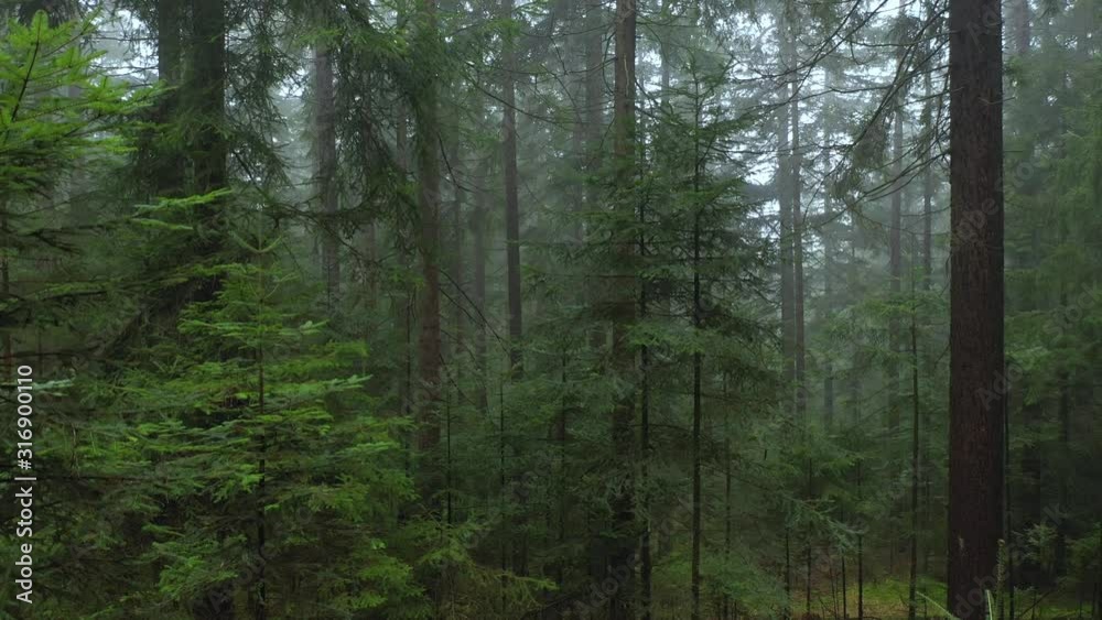 Slowly rising aerial shot in the misty evergreen conifer forest.