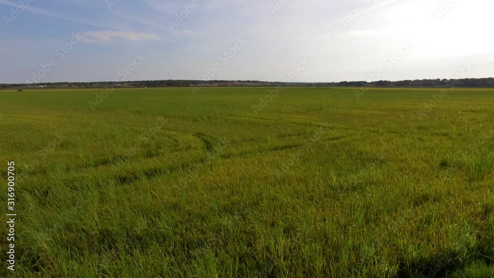 rice production fields near river bank 4k rice production fields near river bank 4k