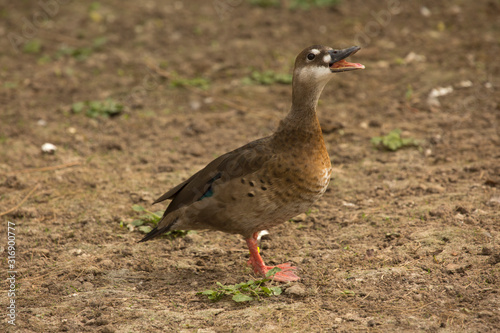 Brazilian teal, Brazilian duck (Amazonetta brasiliensis). Adult female.