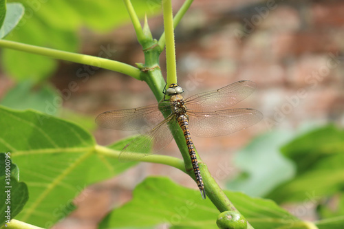 Immature migrant hawker dragonfly