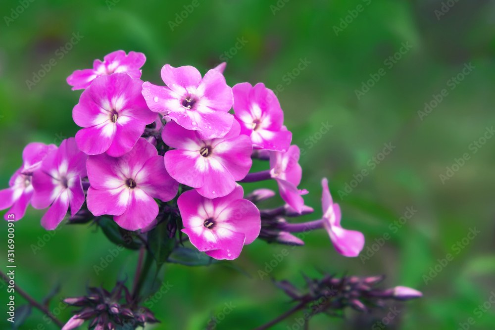 Closeup of pink phlox paniculata on a summer day on a flowerbed in a garden close-up