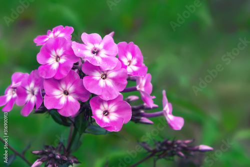 Closeup of pink phlox paniculata on a summer day on a flowerbed in a garden close-up