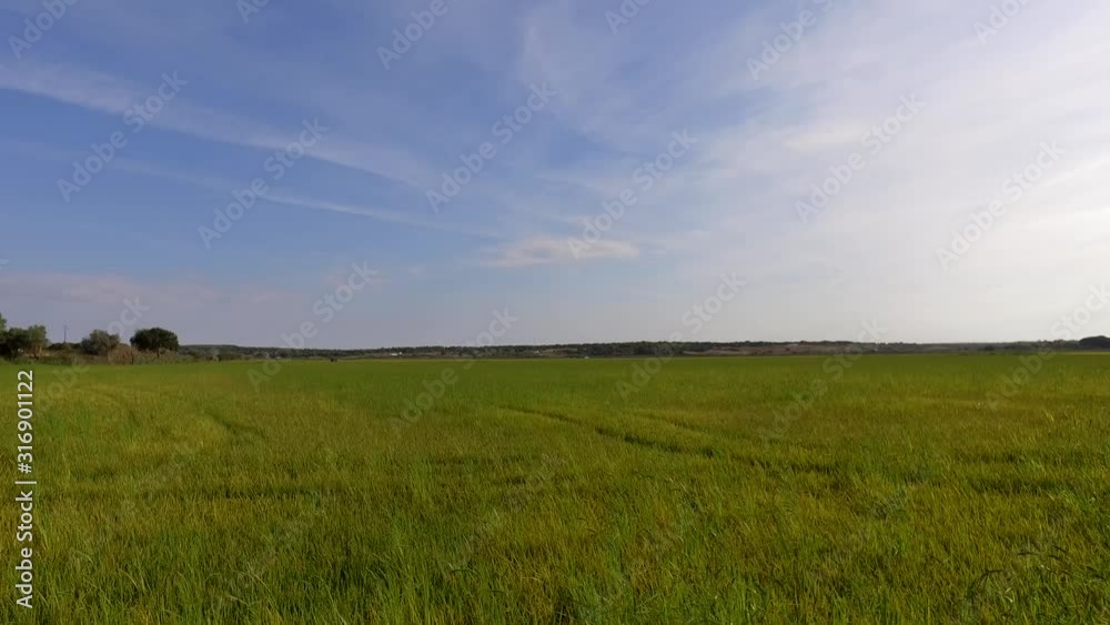 rice production fields near river bank 4k