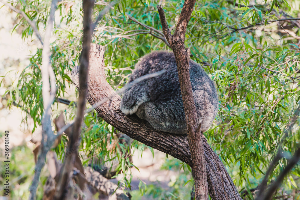 sleepy koala cuddled up on eucalyptus gum tree branch surrounded by green leaves