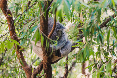 sleepy koala cuddled up on eucalyptus gum tree branch surrounded by green leaves