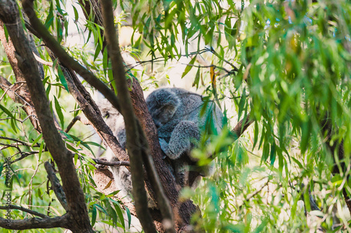 Photography sleepy koala cuddled up on eucalyptus gum tree branch surrounded by green leaves