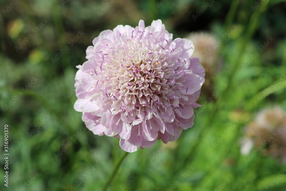 Scabiosa pink flower Scabiosa pink flower