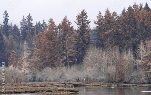 Wallpaper Mural Oyster Bay Trees Along The Shore On A Gloomy Winter Day Torontodigital.ca