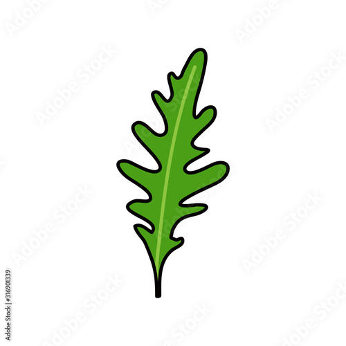 arugula doodle icon, vector illustration