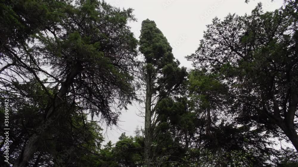 Shot de árvore em floresta