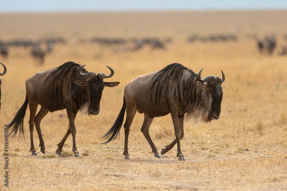 Wildebeest leader started towards the river crossing at Masai MWildebeest leader started towards the river crossing at Masai Mara, Kenya, Africaara, Kenya, Africa Wildebeest leader started towards the river crossing at Masai MWildebeest leader started towards the river crossing at Masai Mara, Kenya, Africaara, Kenya, Africa