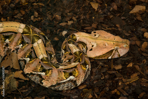 Gaboon viper (Bitis gabonica). photo