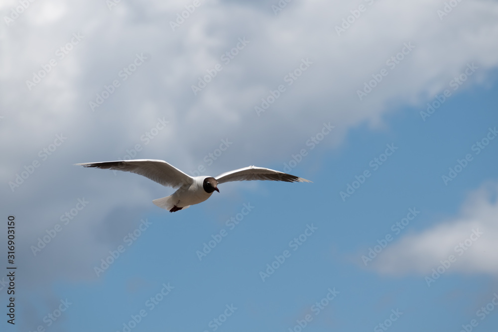 Majestic bird flying high over a lake Majestic bird flying high over a lake