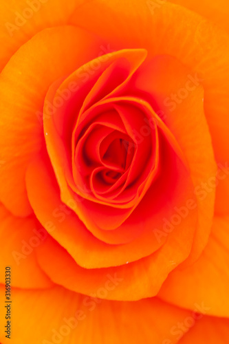 Orange begonia closeup