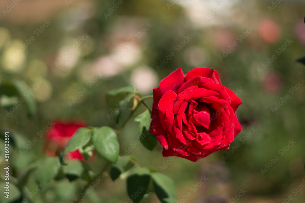 Single red rose in the garden, designed for you Single red rose in the garden, designed for you