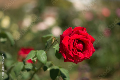 Single red rose in the garden  designed for you 