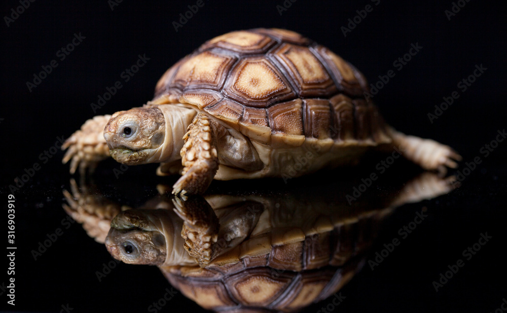 African Spurred Tortoise Baby