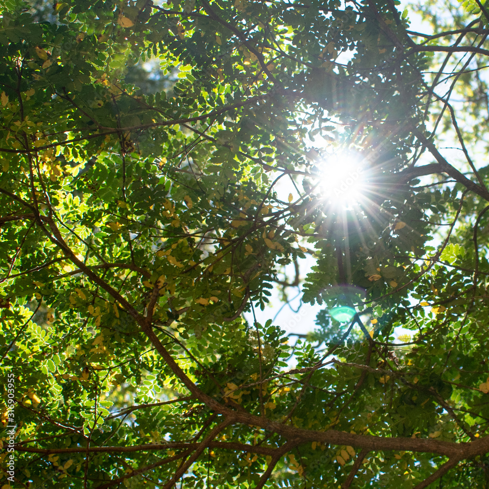 Beautiful tree and leaf texture, with the sunrays entering through the leafs Beautiful tree and leaf texture, with the sunrays entering through the leafs