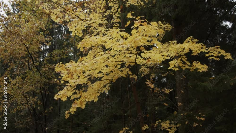 Autumn leaves falling down a tree while camera moves up Autumn leaves falling down a tree while camera moves up