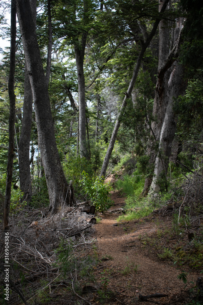 Quiet hiking path deep in the forest in Patagonia, Argentina Quiet hiking path deep in the forest in Patagonia, Argentina