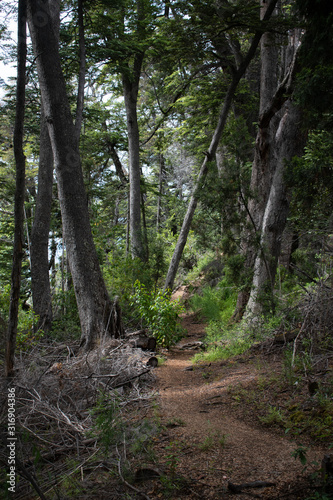 Quiet hiking path deep in the forest in Patagonia  Argentina