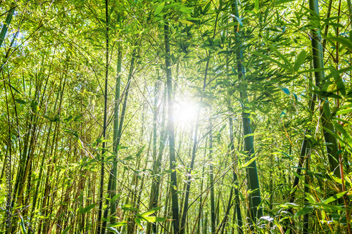 Sun shining through bamboo trees in a forest