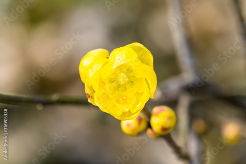 yellow wintersweet flower © chungking
