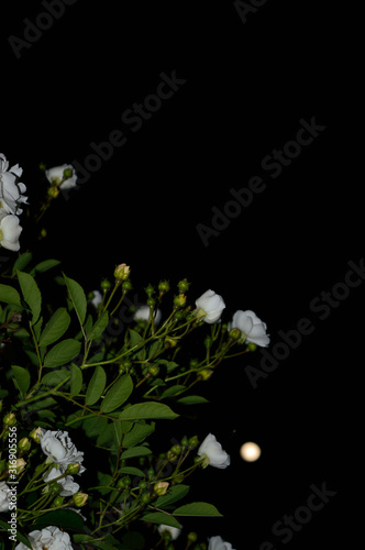 Flowers in the night photo