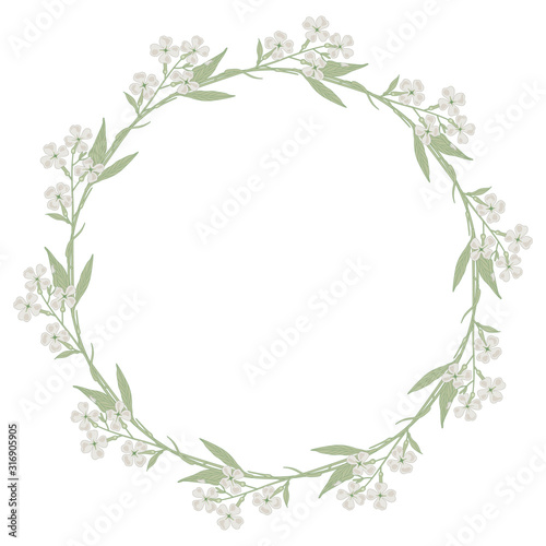 Isolated vector illustration. Round floral decor or frame. Wreath of white flowers. Hesperis Alba flower. Dame's Rocket. Sweet Rocket.