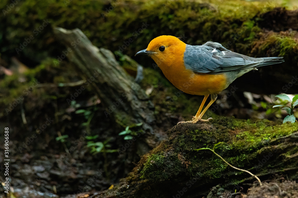 Orange-headed Thrush perching on rotten wood looking into a distance Orange-headed Thrush perching on rotten wood looking into a distance