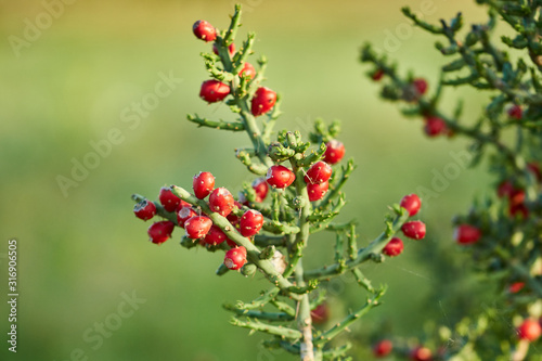 Texas Christmas Cactus. West Texas Pencil Cholla Cactus, Cylindropuntia leptocaulis with bright red rip fruits photo