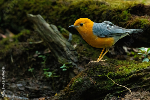 Orange-headed Thrush perching on rotten wood looking into a distance © phichak