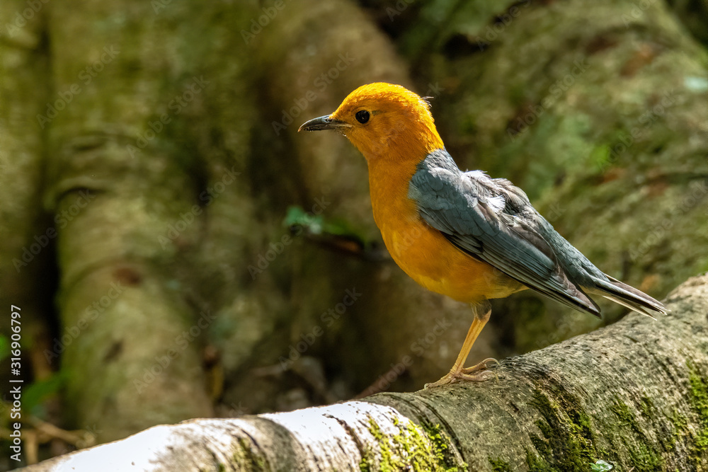 Orange-headed Thrush perching on big tree root Orange-headed Thrush perching on big tree root