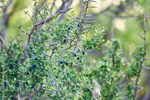 Lotebush, Lote-bush Condalia (Ziziphus obtusifolia) or also Warnock's Snakewood, or Mexican Crucillo. Texas Desert Flora photo
