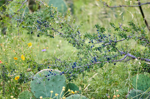 Lotebush, Lote-bush Condalia (Ziziphus obtusifolia) or also Warnock's Snakewood, or Mexican Crucillo. Texas Desert Flora photo