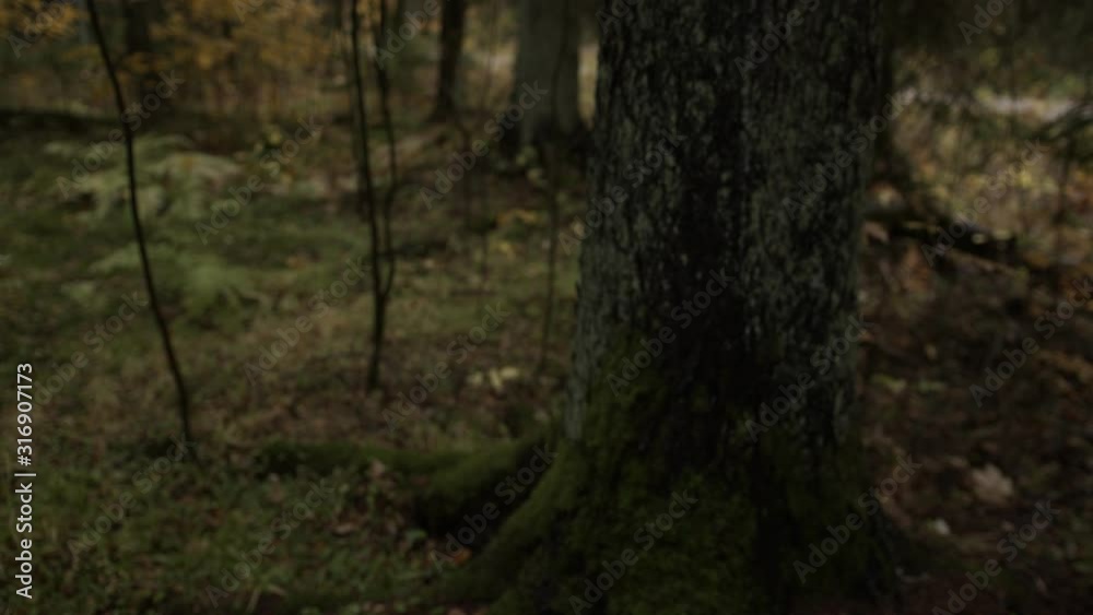 Tree trunk covered in moss in a dark autumn forest Tree trunk covered in moss in a dark autumn forest
