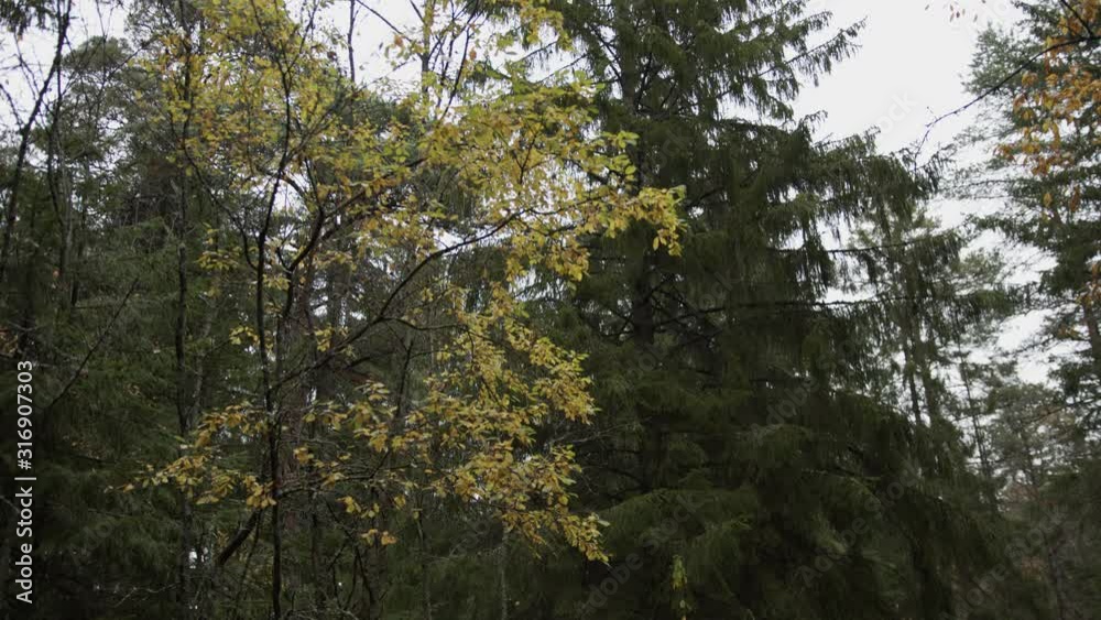 Colorful birch and pine trees in an autumn forest