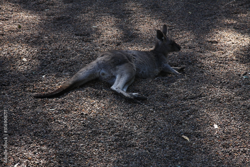kangaroo in australia