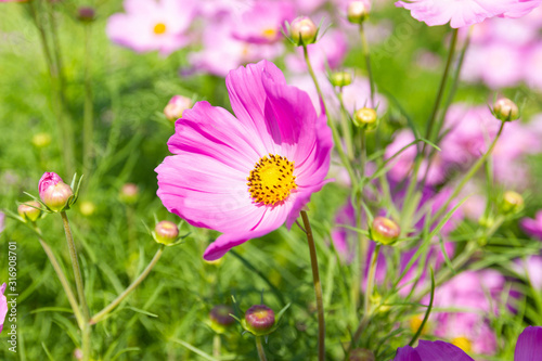 Close up Beautiful flower Cosmos Bipinnatus flower in the garden