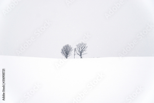 Parent and Child tree among snowfall photo