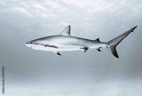 Obraz na plátně Tiger shark swimming in the ocean during daytime