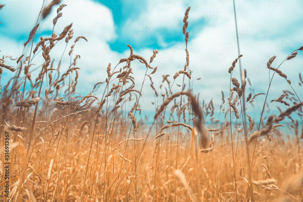 Obraz premium Pampas Grass Field in wellington, new zealand
