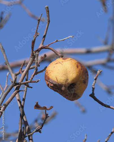 hanging quince