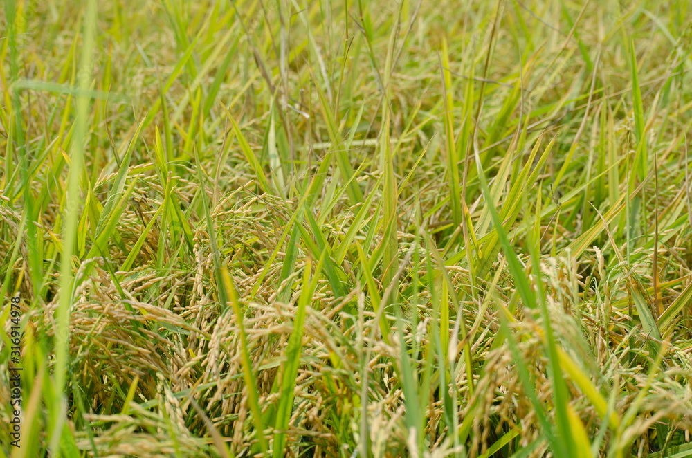 Jasmine Rice in paddy field, Yasothon, Thailand Jasmine Rice in paddy field, Yasothon, Thailand