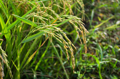 Jasmine Rice in paddy field, Yasothon, Thailand