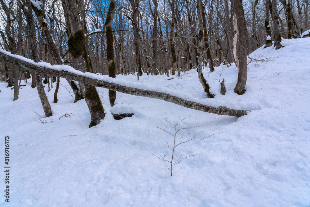 Fototapeta premium Gorgeous winter forest, snow covered bare trees