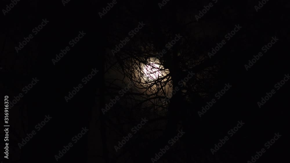 Time lapse lua entre galhos