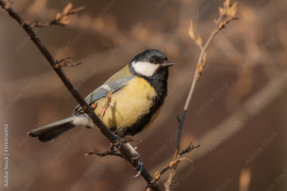 portrait of a tit